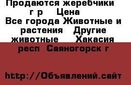 Продаются жеребчики 14,15 16 г.р  › Цена ­ 177 000 - Все города Животные и растения » Другие животные   . Хакасия респ.,Саяногорск г.